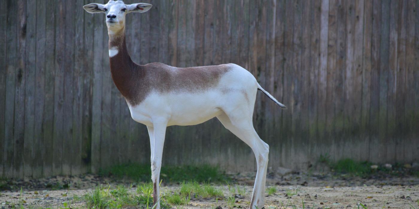 Dama gazelle Adara at the Cheetah Conservation Station.