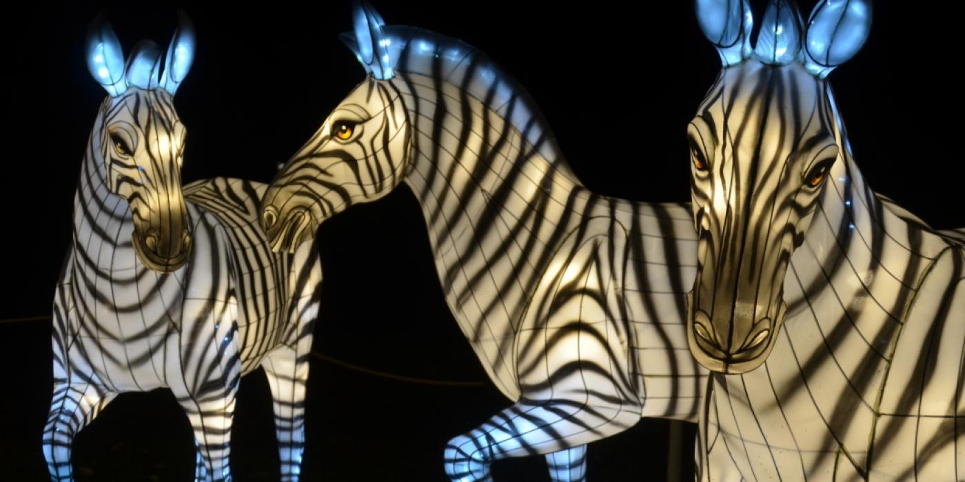 Three large zebra Chinese paper lanterns lit up at night