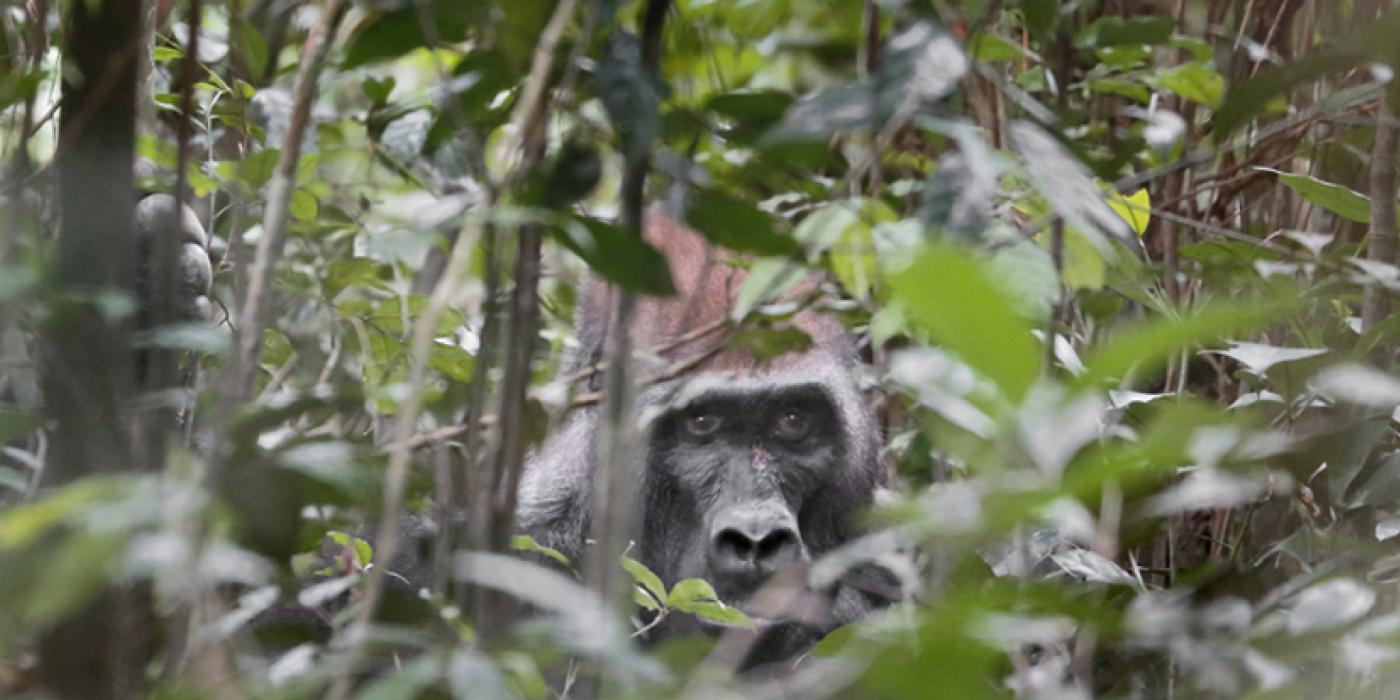 Gorilla in Gabon by David Korte