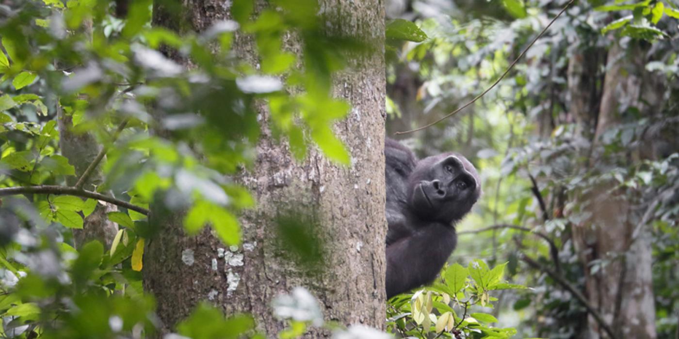 Gorilla in Gabon peers out from behind a tree by David Korte