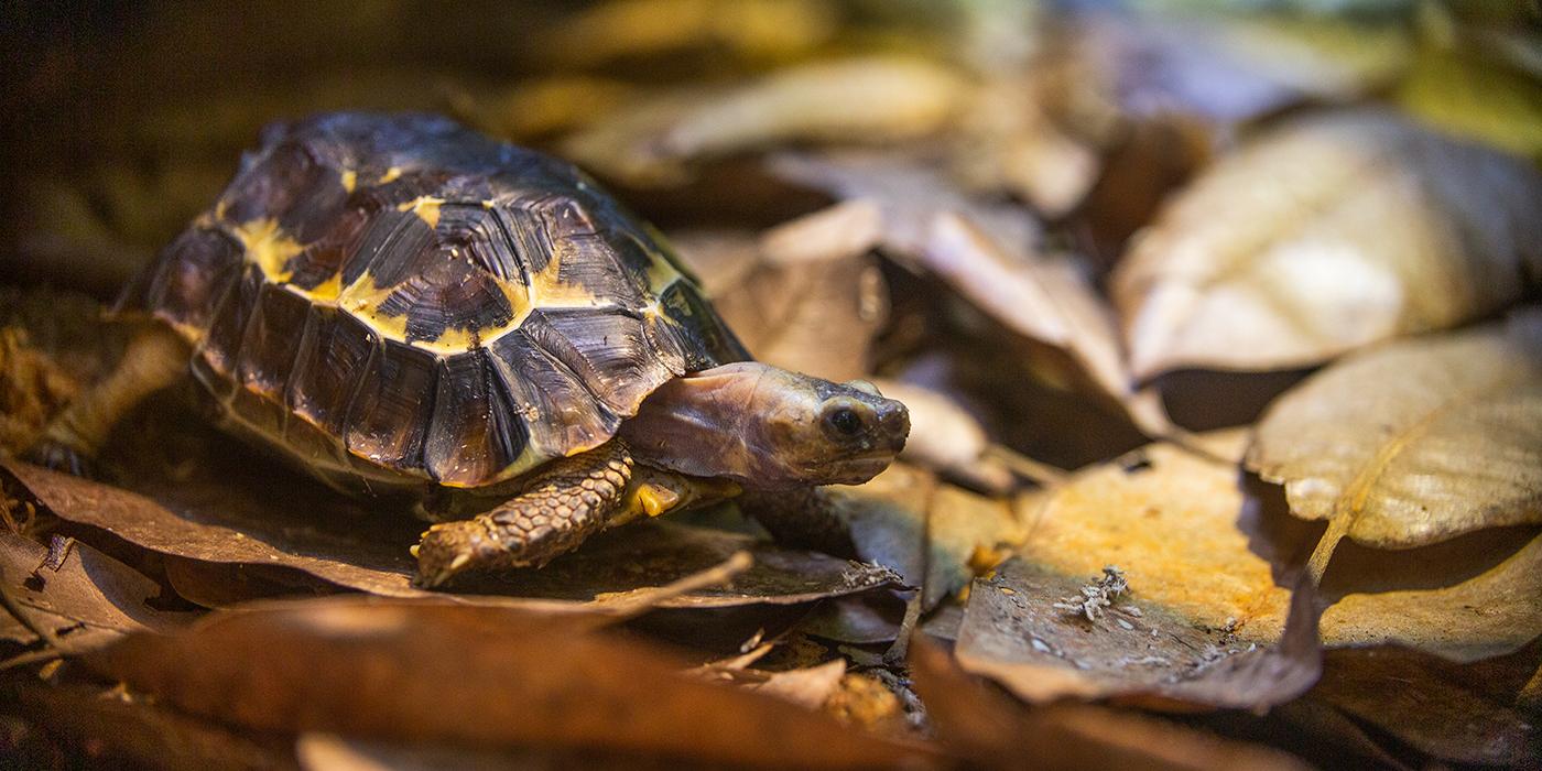 A small tortoise, called a Home's hinge-back tortoise, with a yellow and brown shell and short, scaly legs stands on a bed of leaves