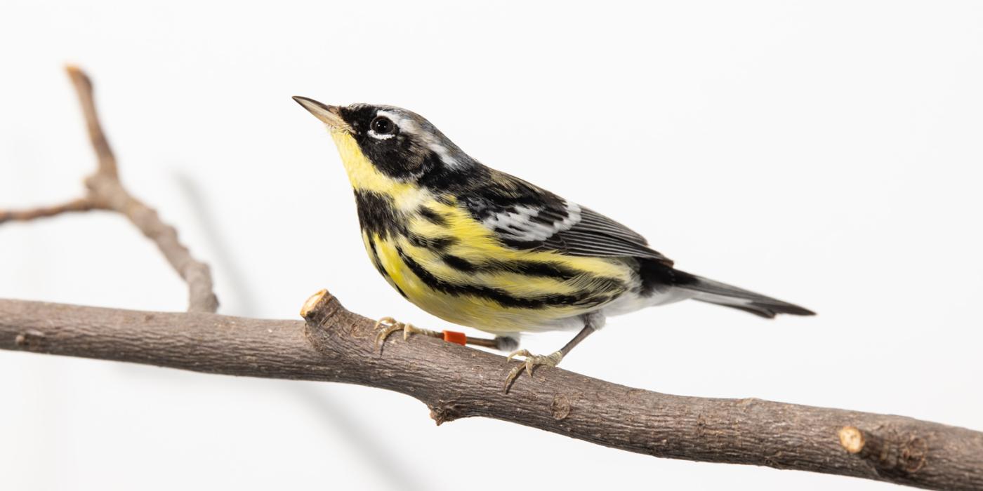 Magnolia warbler (bird) perched on a tree branch in front of a white background