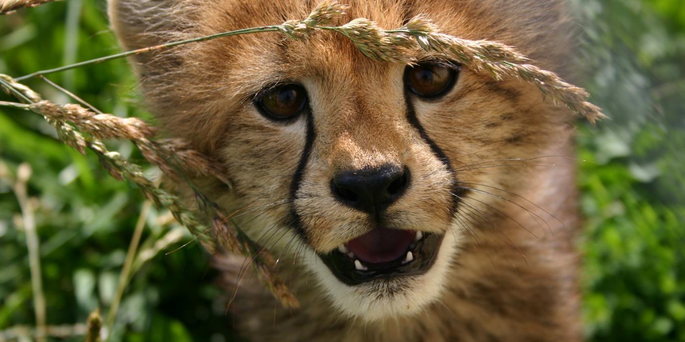 Cheetah cub Nandi. 