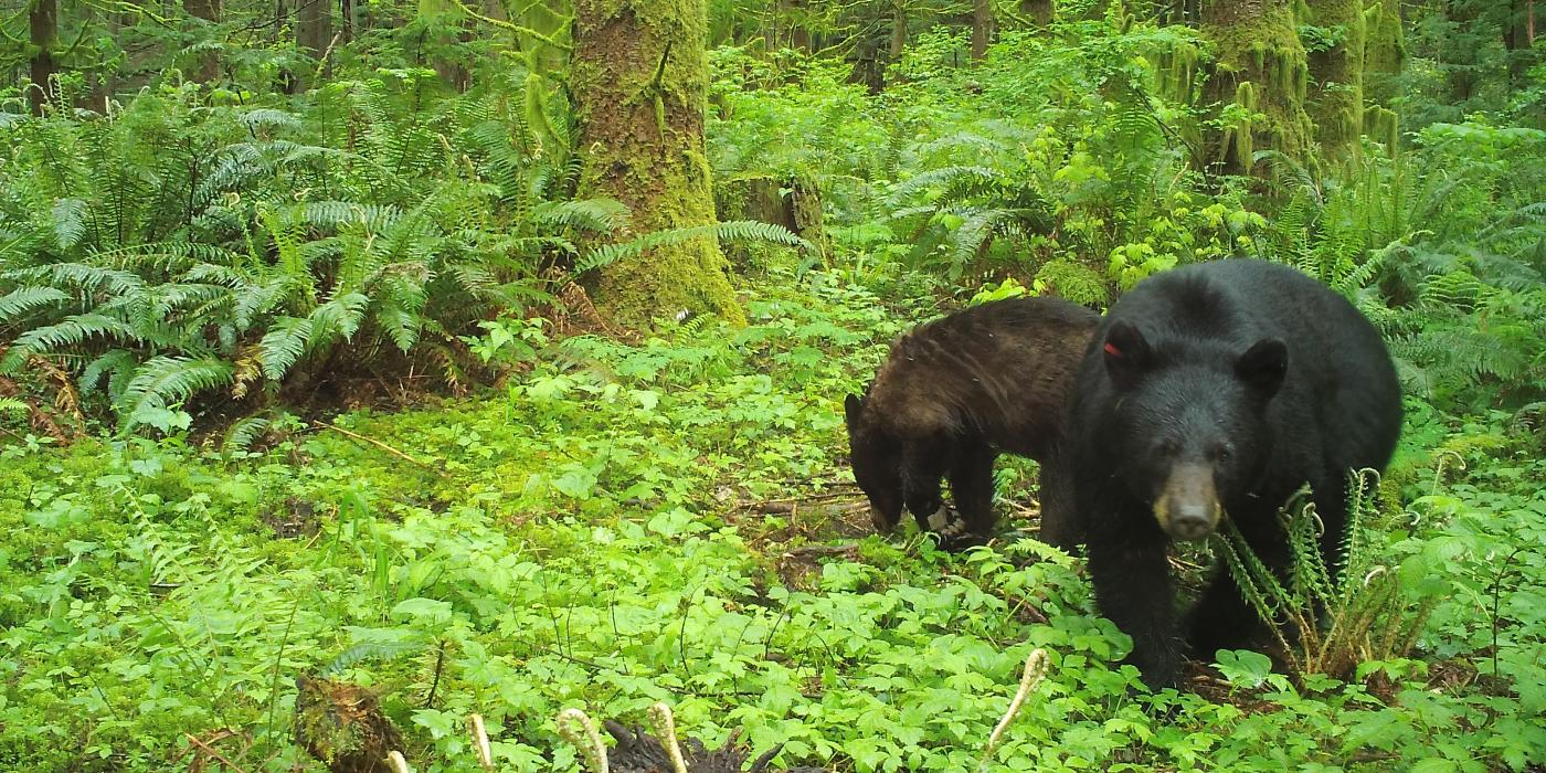 American black bear and cub in Washington State. 