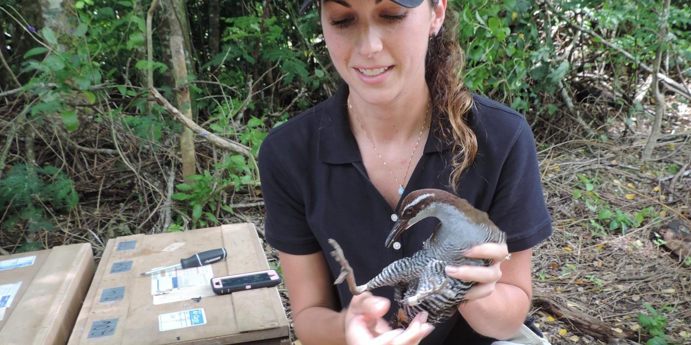 Animal keeper Erica Royer kneels next to a wooden create and holds a Guam rail, as she gets ready to release the bird into the wild