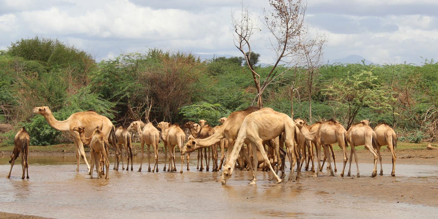 Camels drinking water