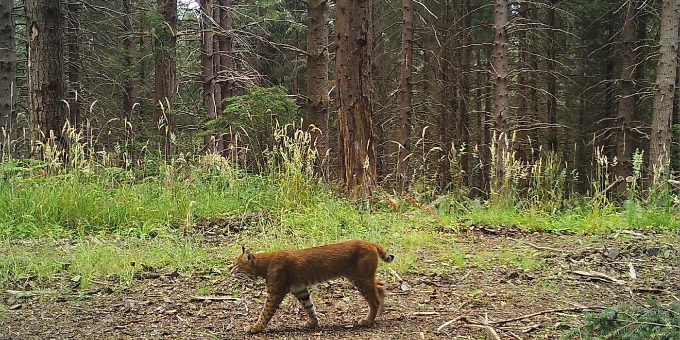 In Washington state, a bobcat strolls by a camera trap. 