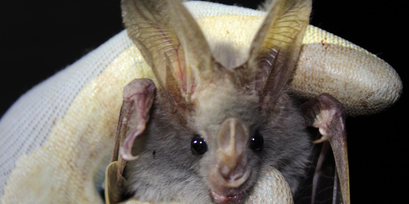 Smithsonian's Global Health Program scientists collect oral and rectal swabs from bats