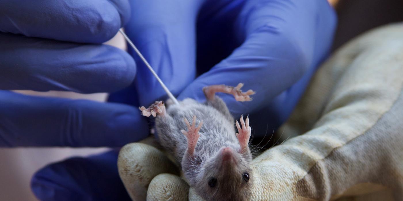 Smithsonian's Global Health Program scientists collect oral and rectal swabs from rats