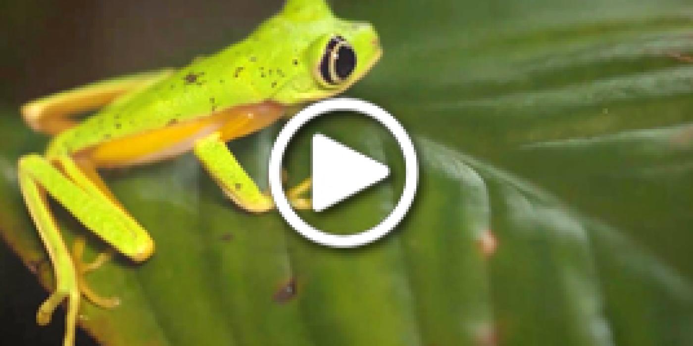 Saving Frogs with Science