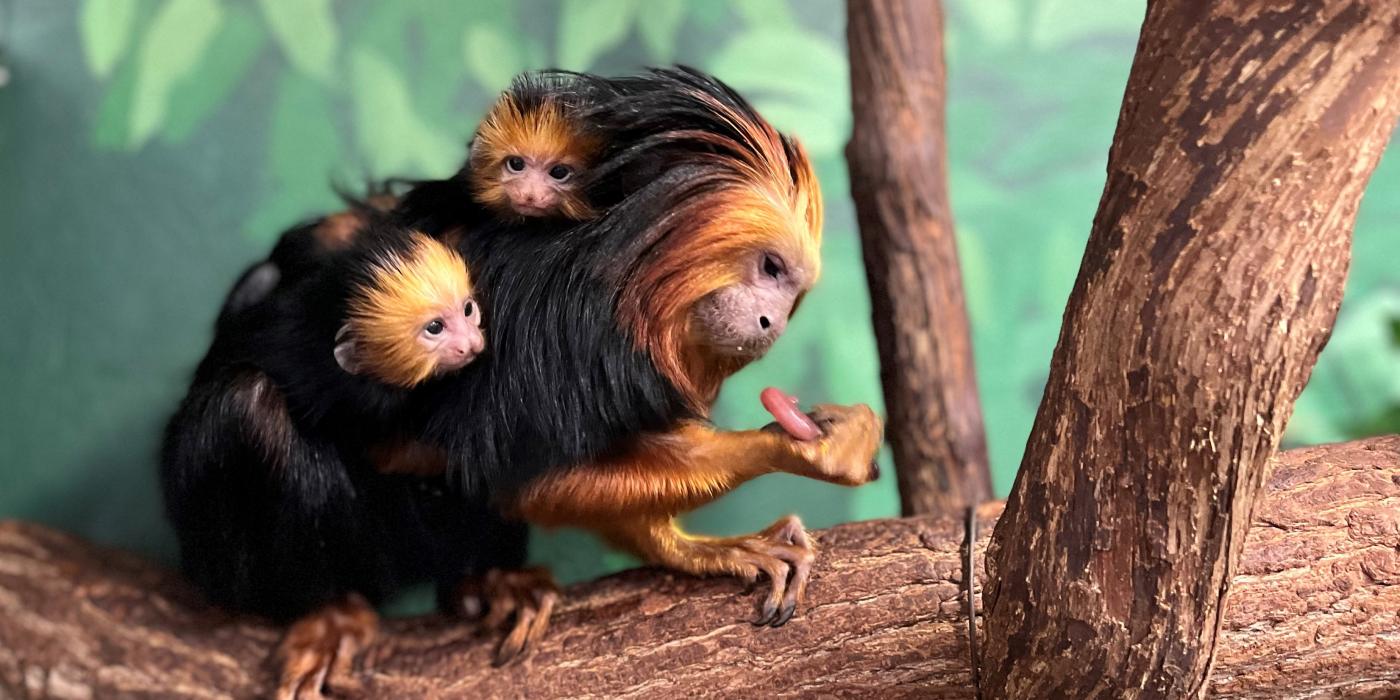 Golden-headed lion tamarin twins cling to father Coco's back.