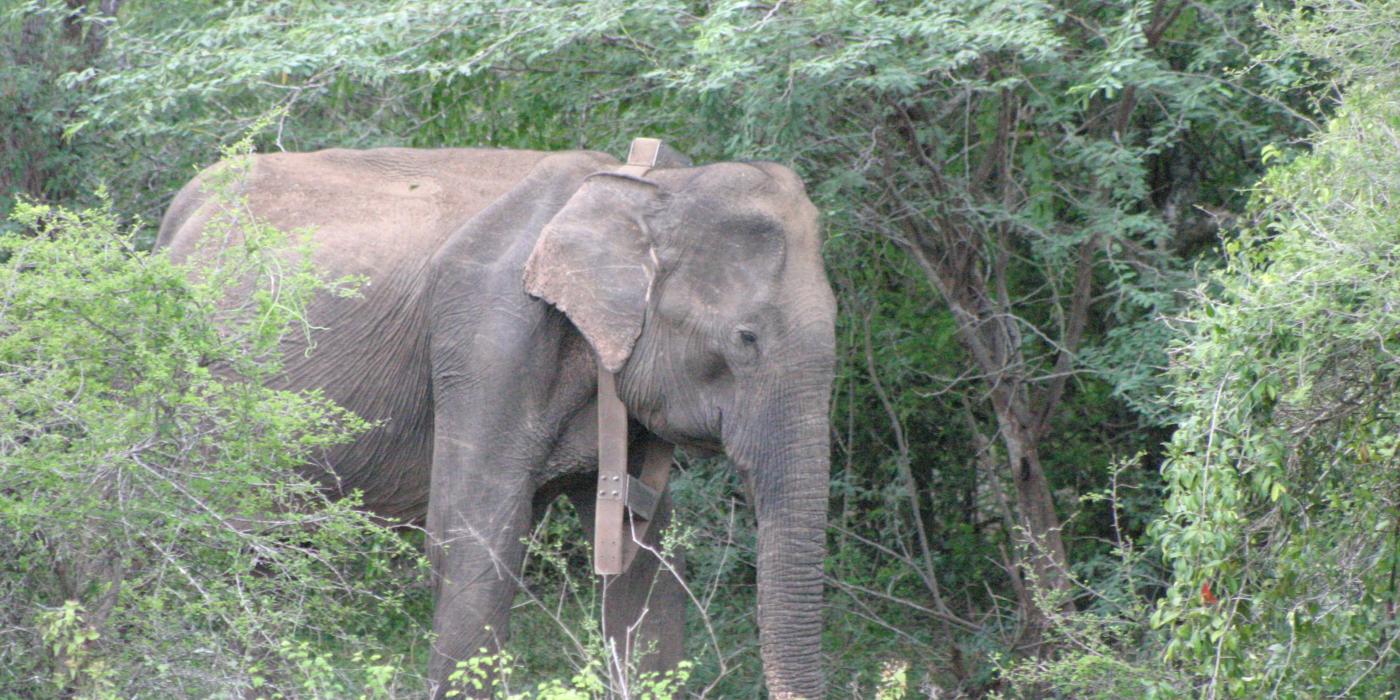 An Asian elephant wearing a GPS satellite collar in a forest in Myanmar