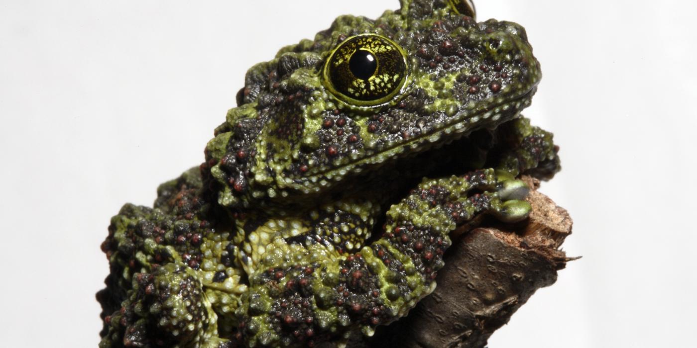 Vietnamese mossy frog sitting on a branch