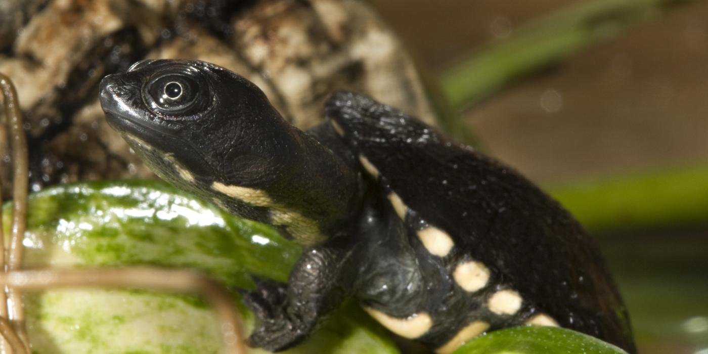 A snake-necked turtle hatchling standing on a leaf. 