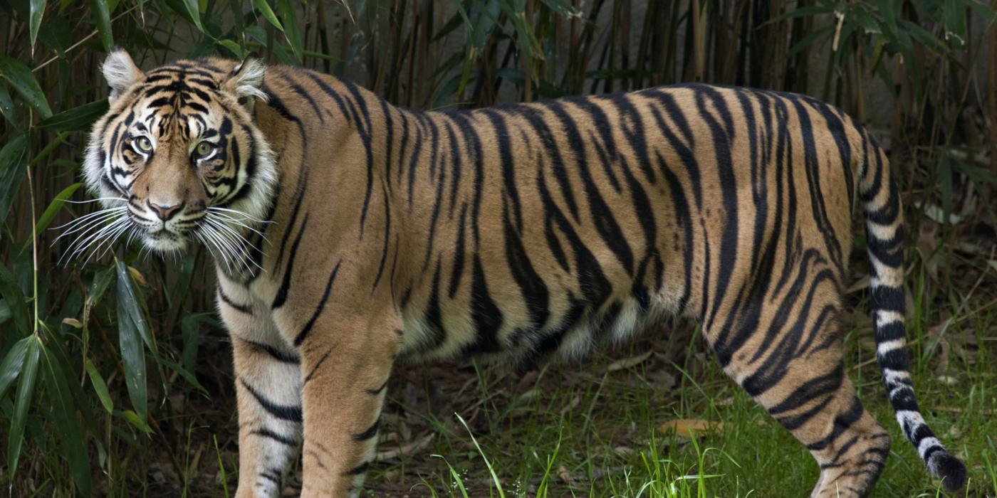 Damai, the Zoo's female Sumatran tiger. 