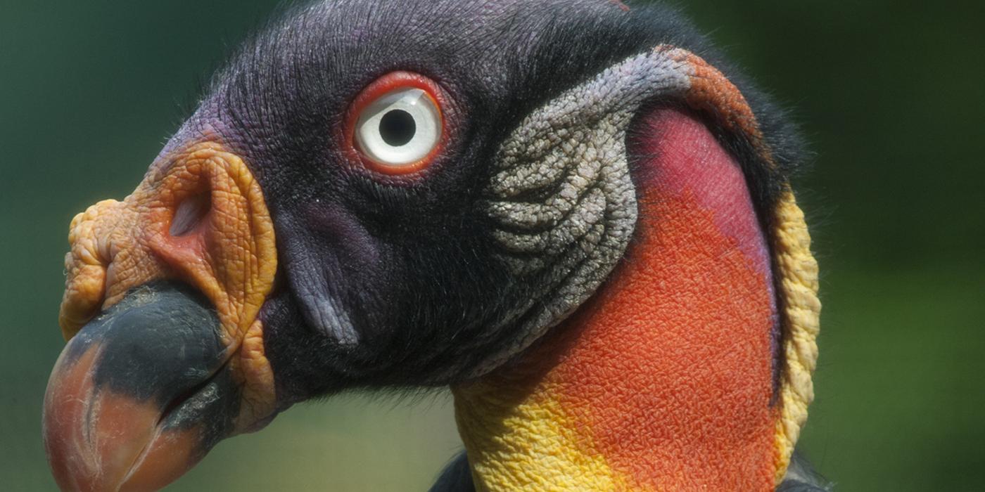 King Vulture