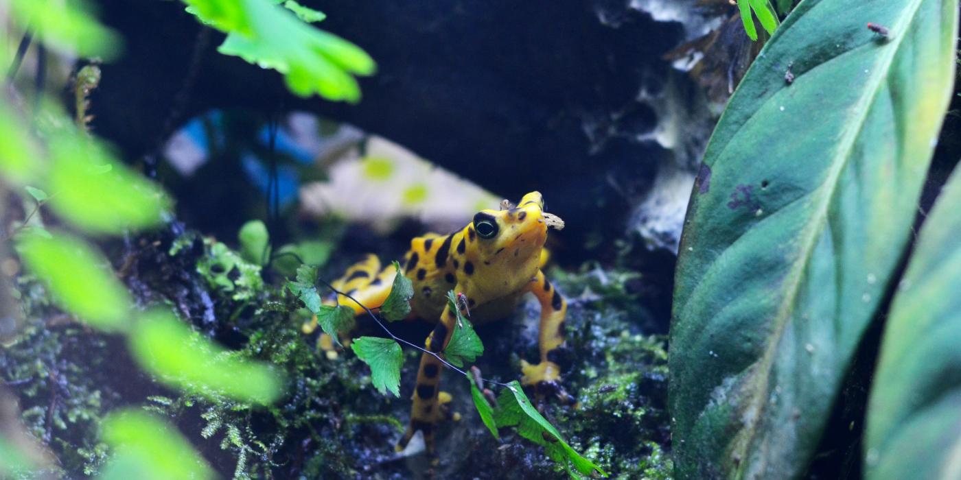 Panamanian golden frog among leaves, ferns and logs. 