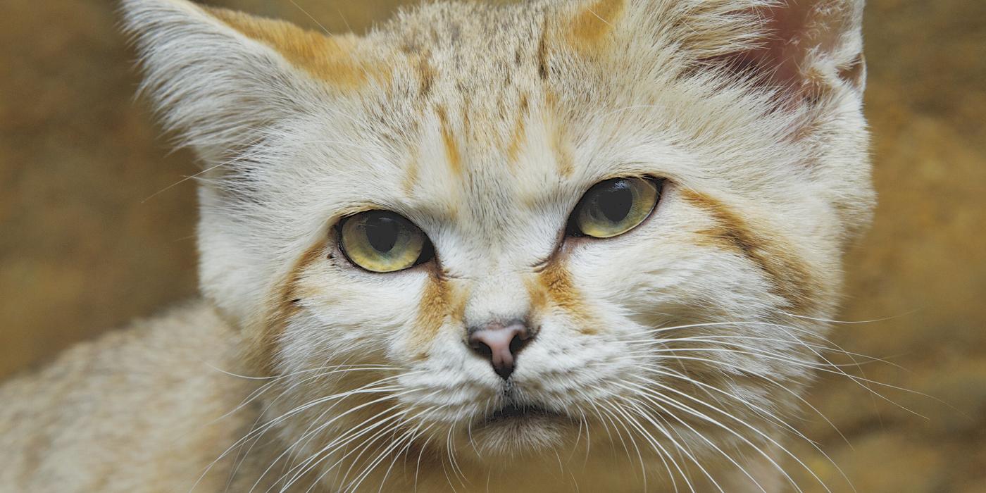 Sand cat Thor lived at the Small Mammal House. 