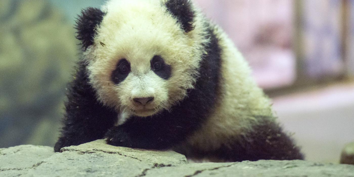 Bao Bao makes her public debut. 