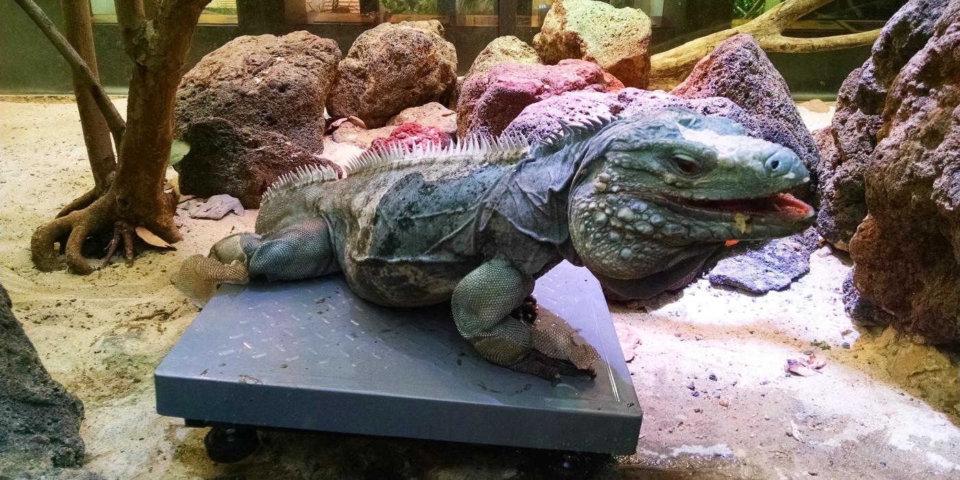 Grand Cayman Blue Iguana