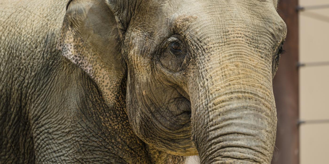 Close-up of Asian elephant Maharani's face. 