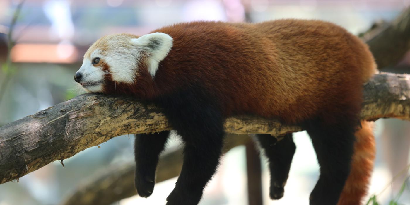 A red panda rests on a tree limb with its arms, legs and tail dangling over the sides