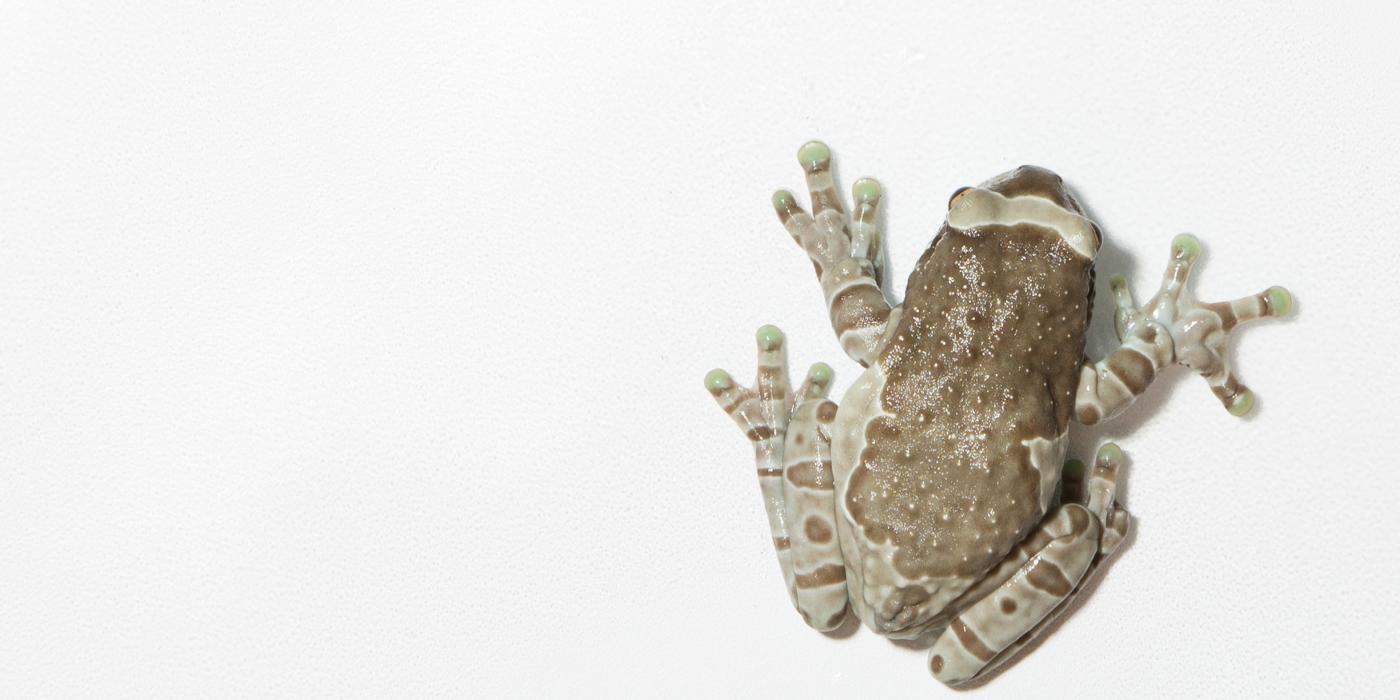 Amazon milk frog