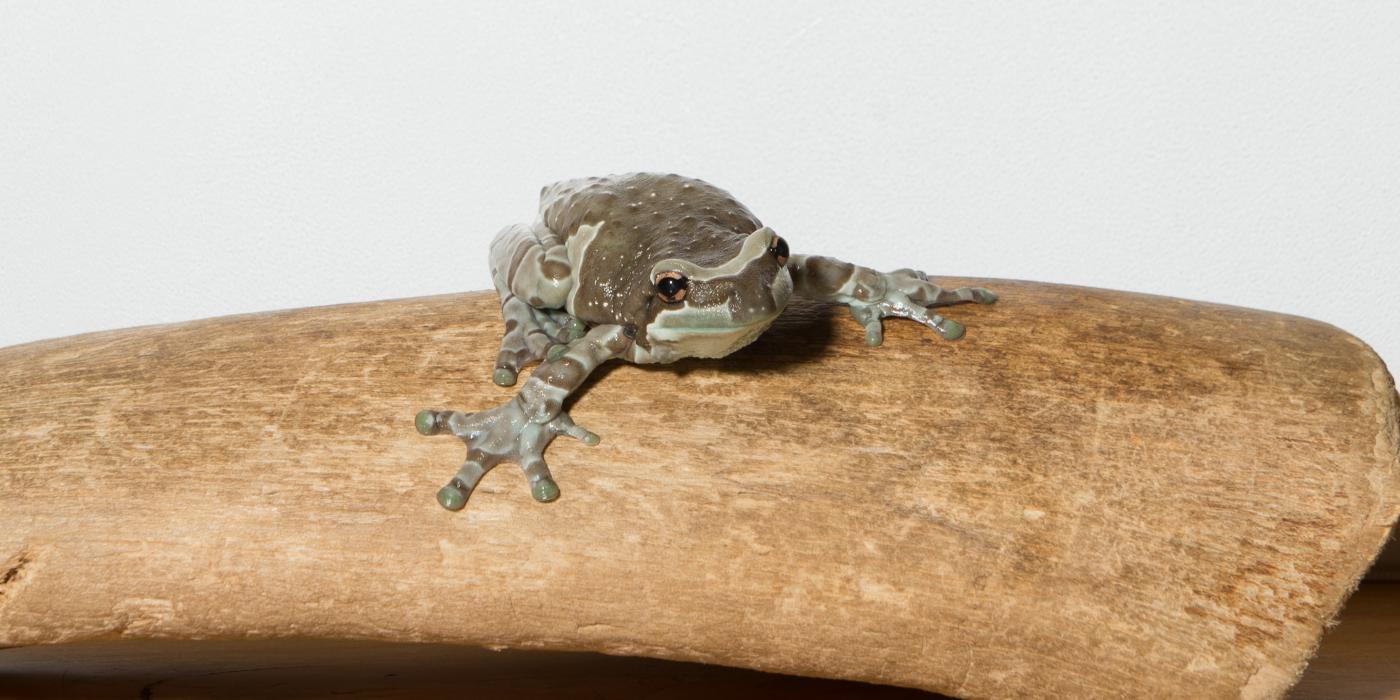 Amazon milk frog