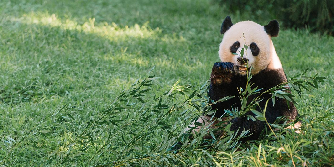 Giant Panda Mei Xiang