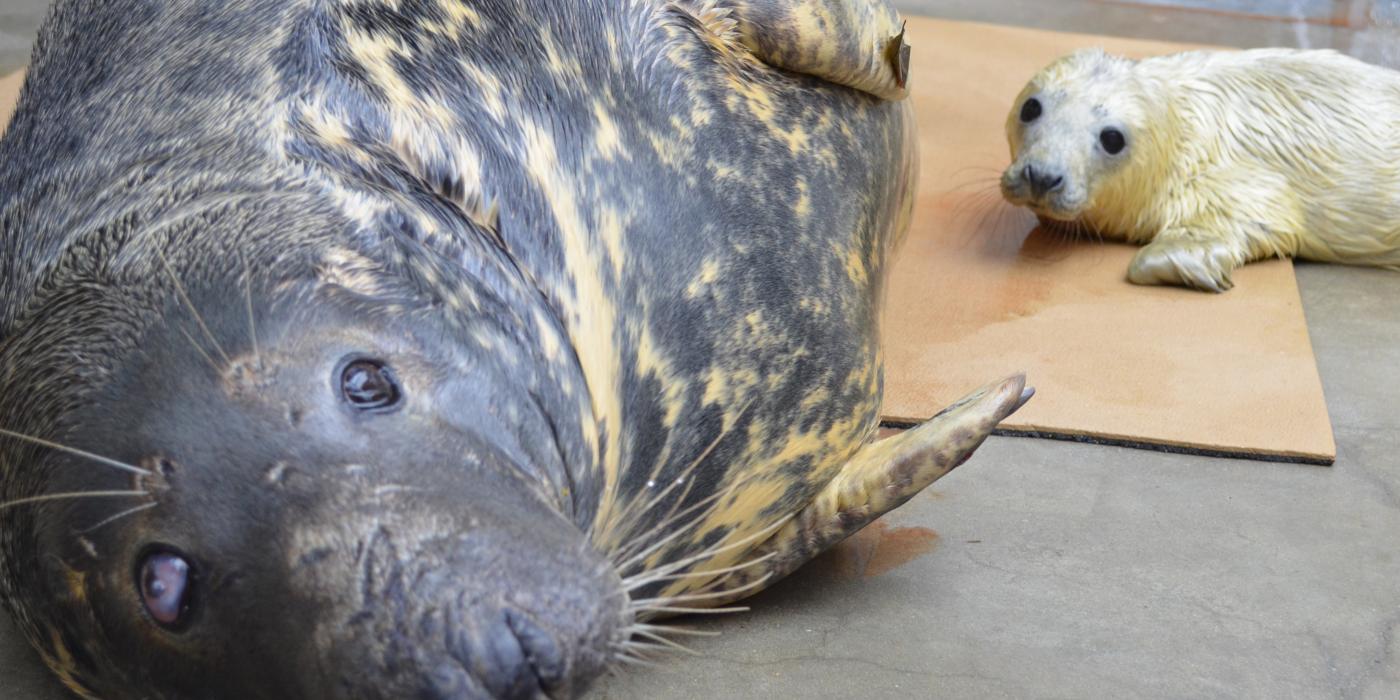 Gray Seal Pup and Mom