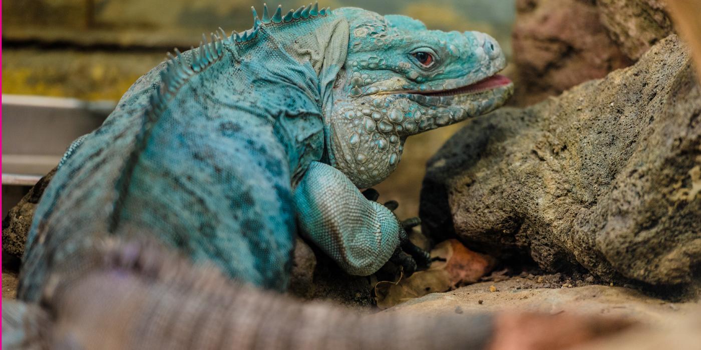 Grand Cayman Blue Iguana