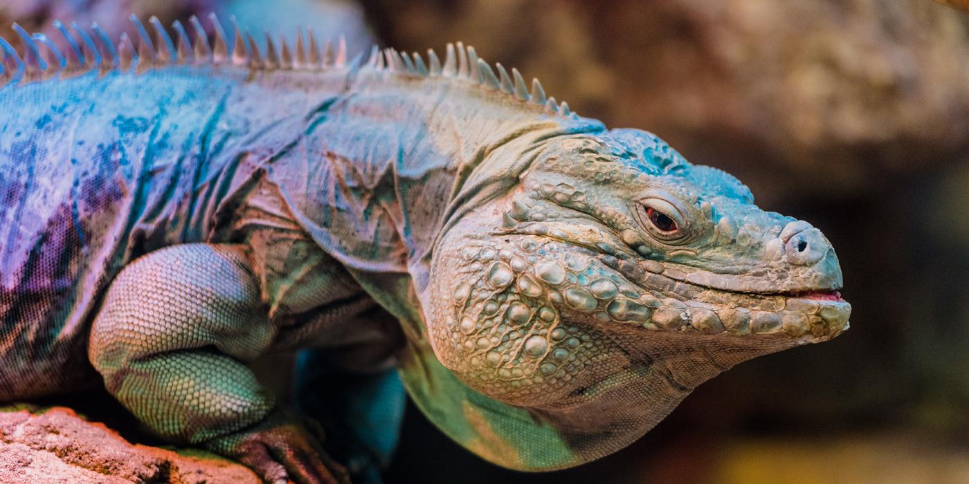 Grand Cayman Blue Iguana