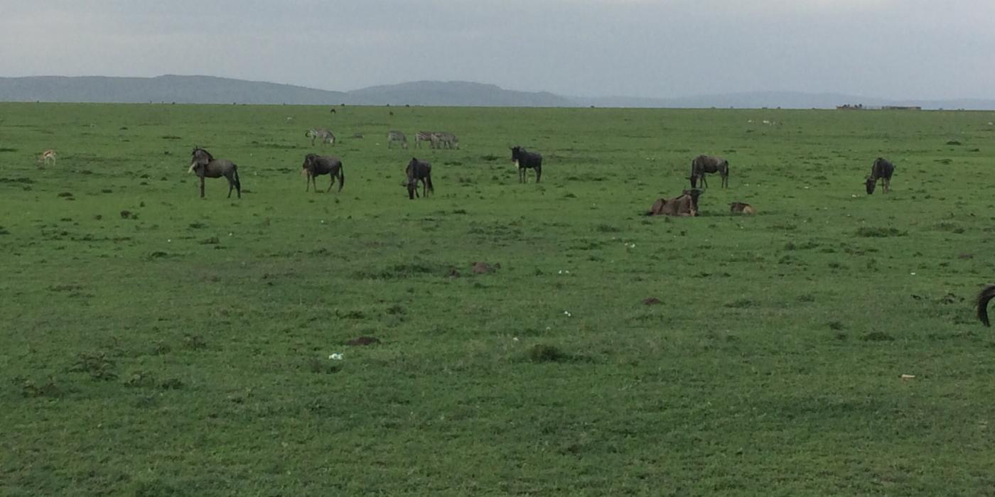 Herd of Wildebeests