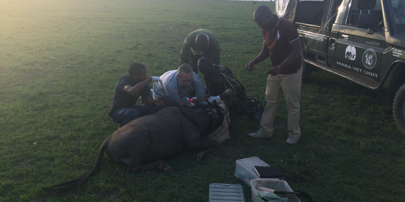 Collaring a Wildebeest