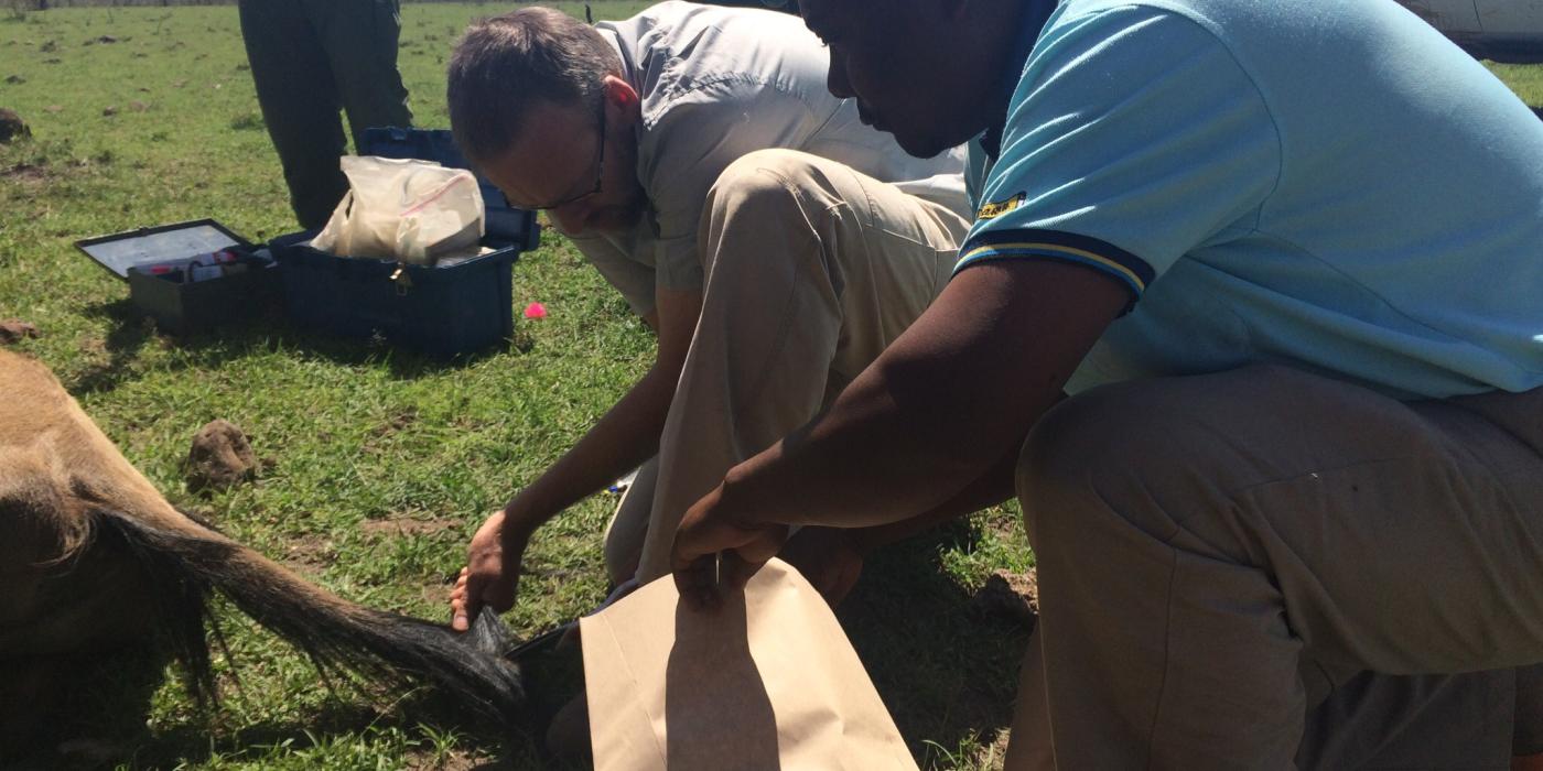 Shaving a wildebeest's tail