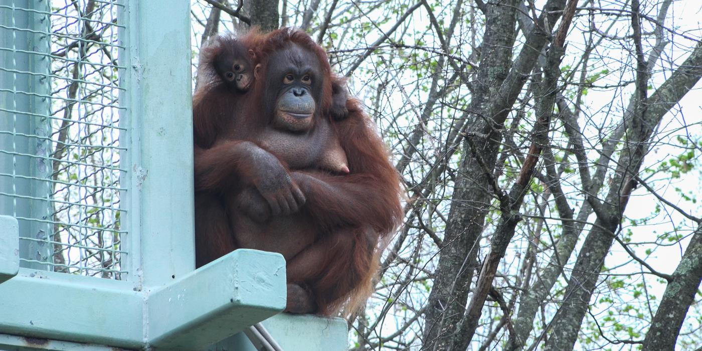 Batang and Redd on the O-Line tower. 