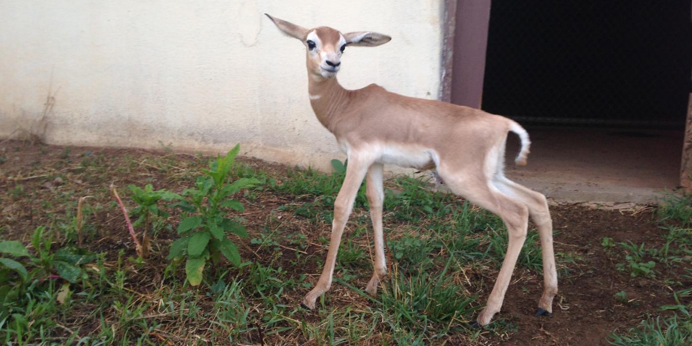 Dama gazelle calf 