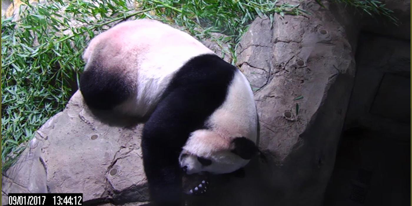 Mei Xiang sleeping