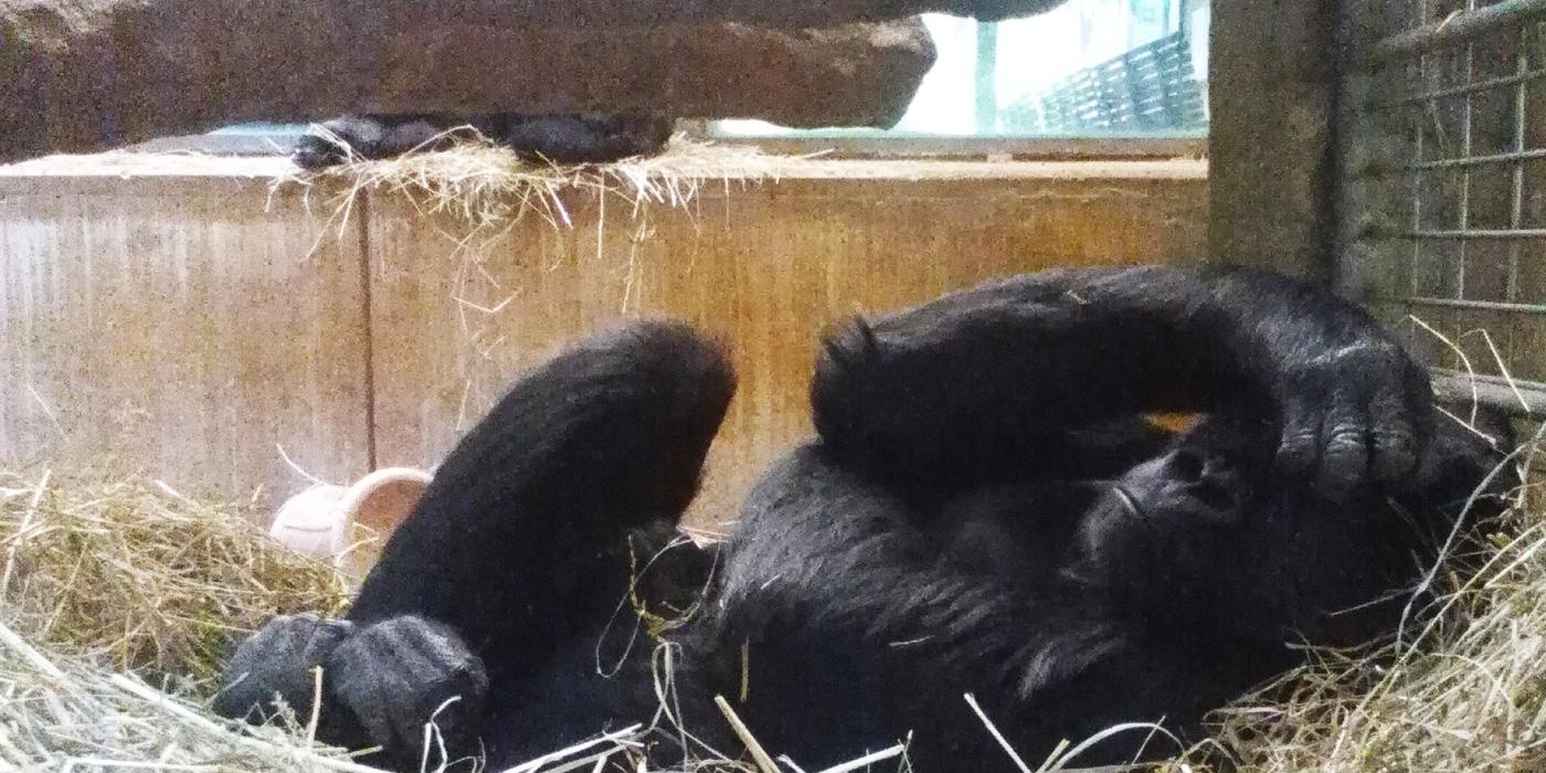 Western Lowland Gorilla Calaya