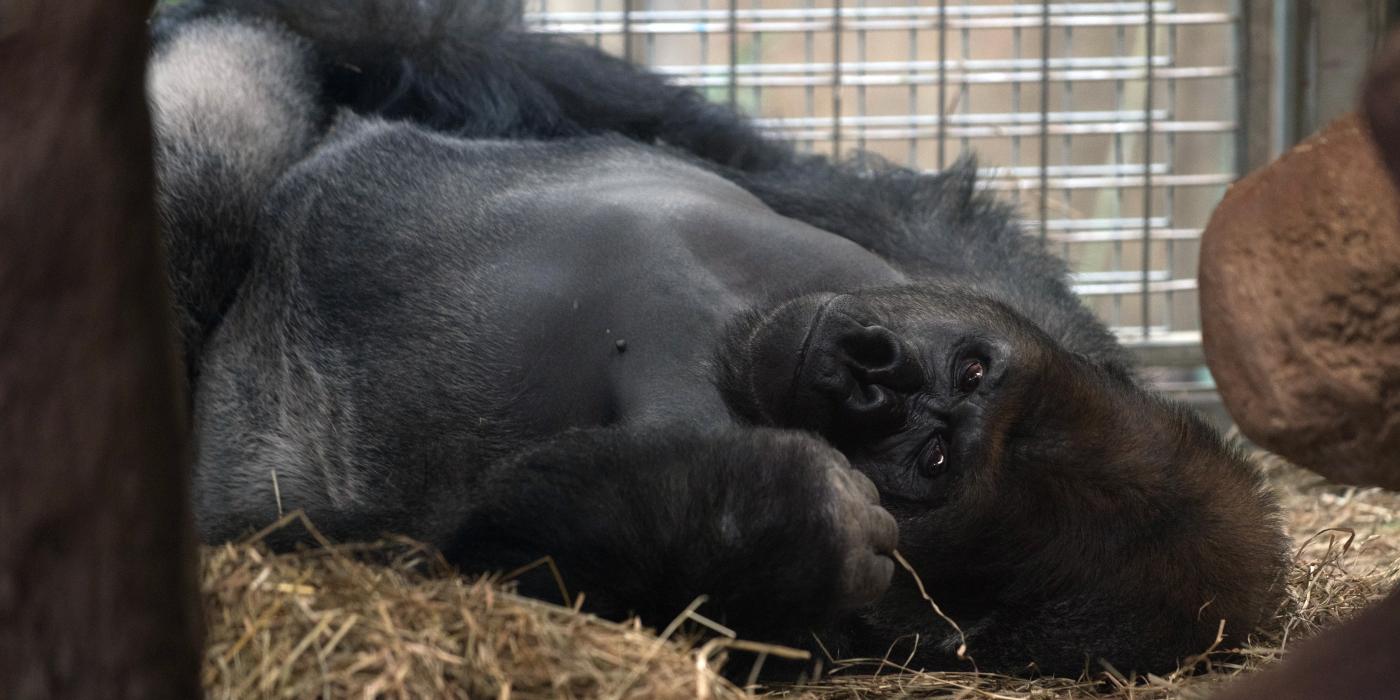 Western Lowland Gorilla Baraka