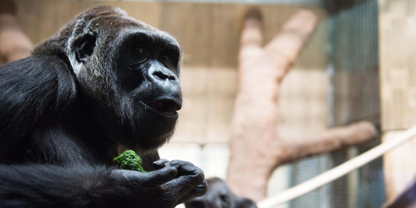 Western Lowland Gorilla Calaya