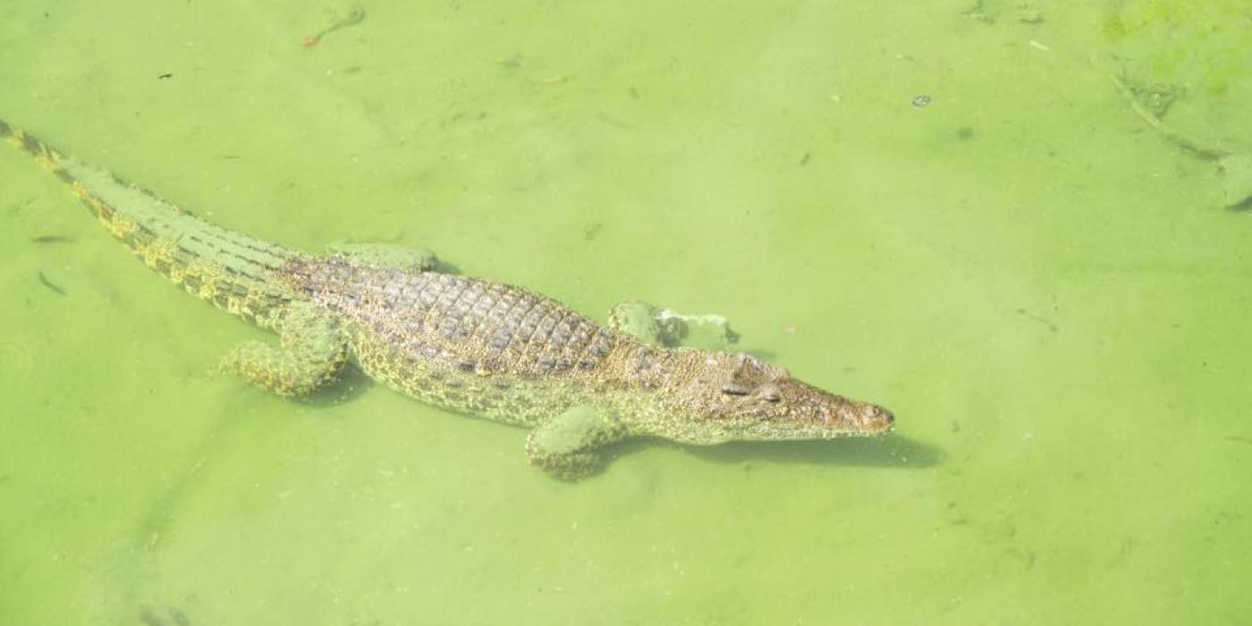 A Cuban crocodile at the Crocodile Farm in Cuba. 