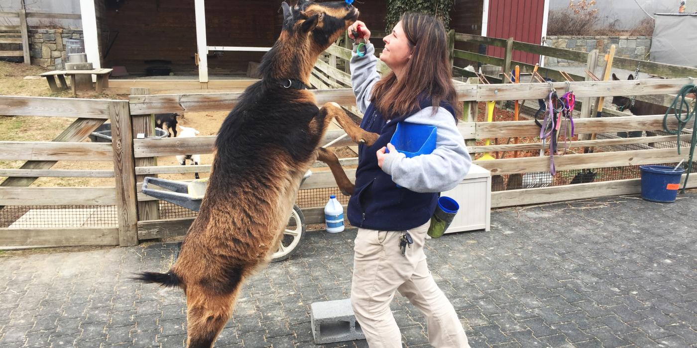 Keeper Nikki Maticic conducts a training session with goat Mortimer. 