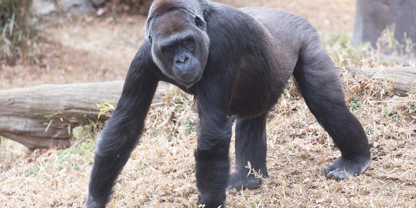 Western lowland gorilla Calaya explores her outdoor habitat. 