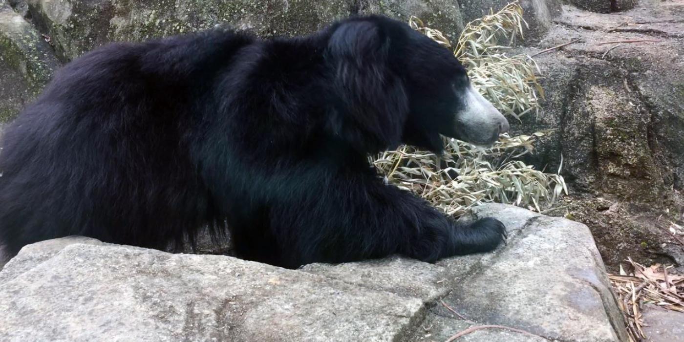 Sloth bear Niko on exhibit at Asia Trail.