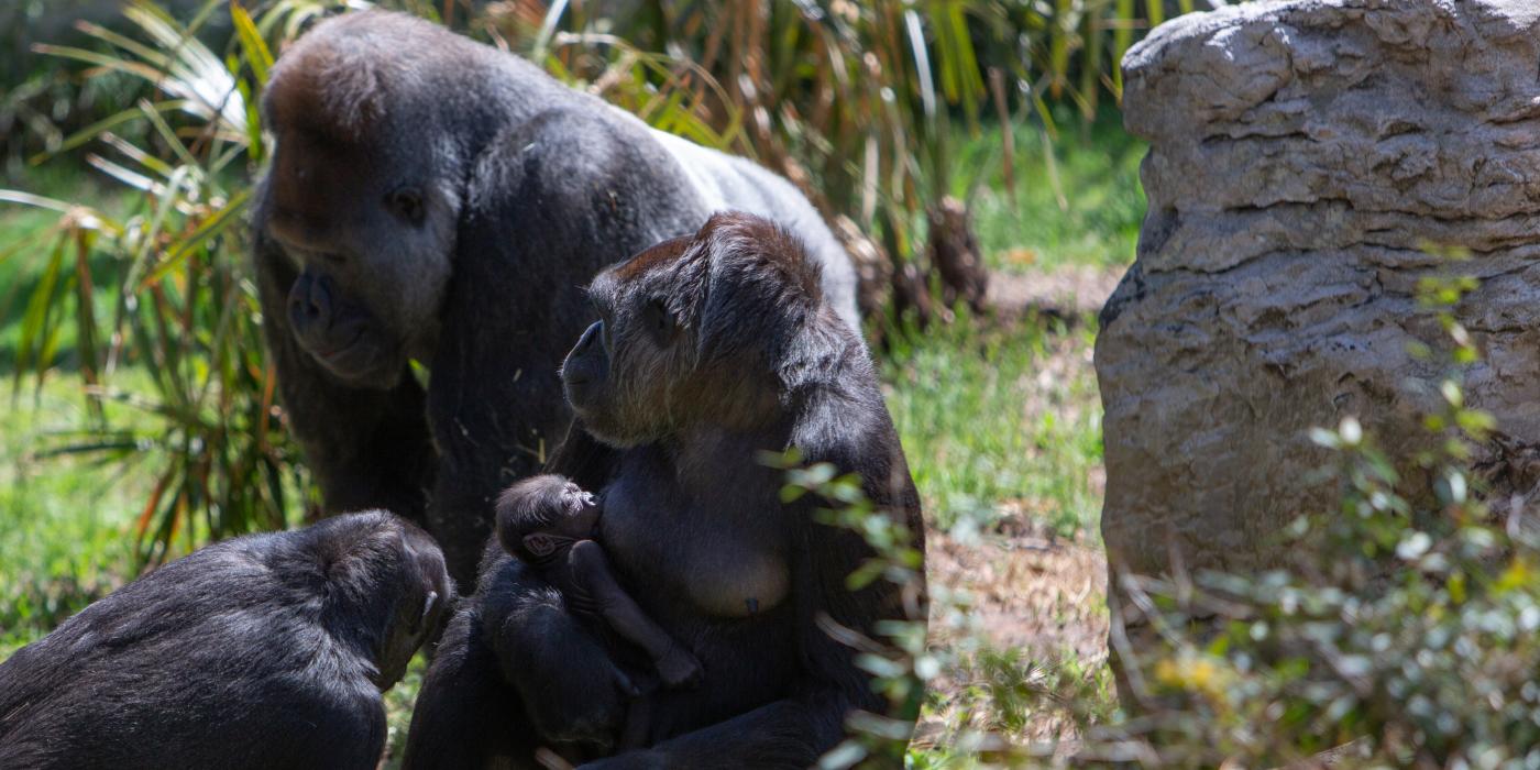 Western lowland gorillas Calaya and Moke (center) with Kibibi (foreground) and Baraka (background). 