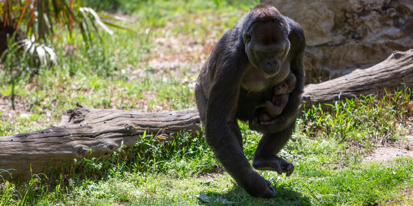 Western lowland gorilla Calaya runs with Moke. 