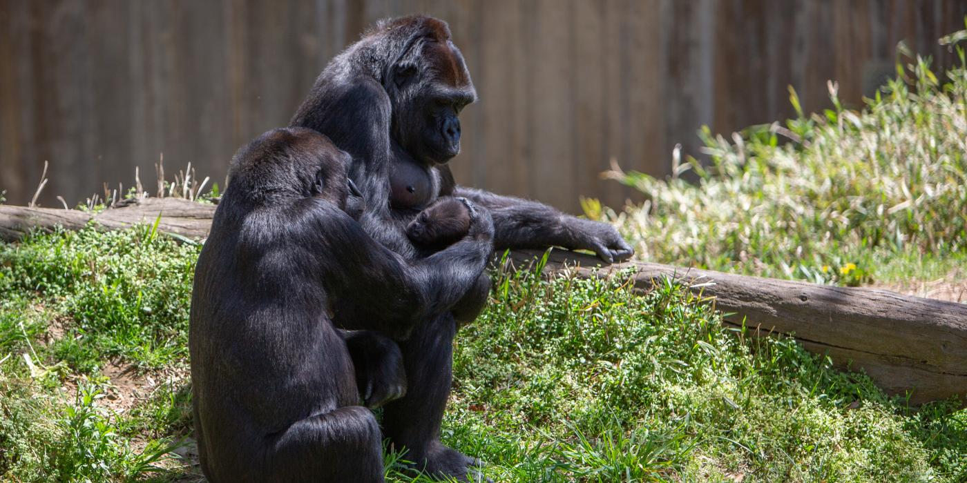 Western lowland gorilla Mandara pats Moke on the head while Calaya supervises. 