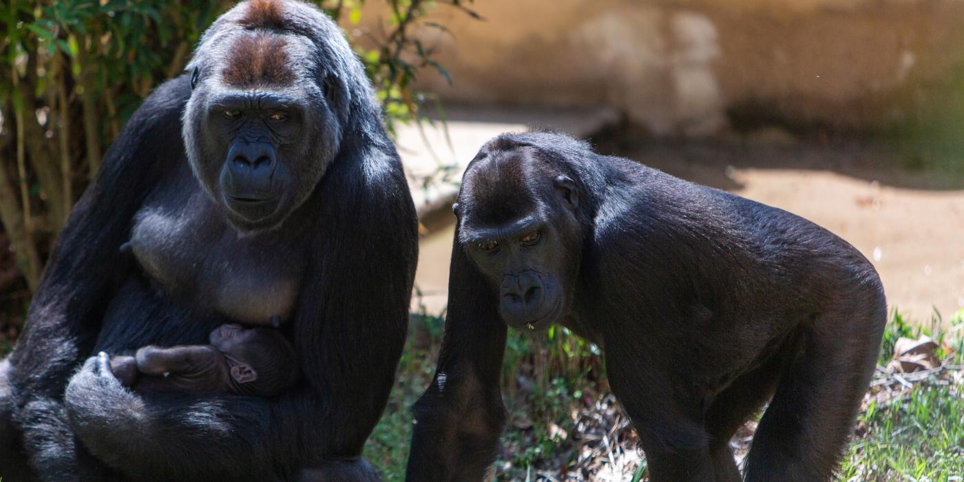 Western lowland gorilla Calaya cradles Moke as Kibibi looks on.