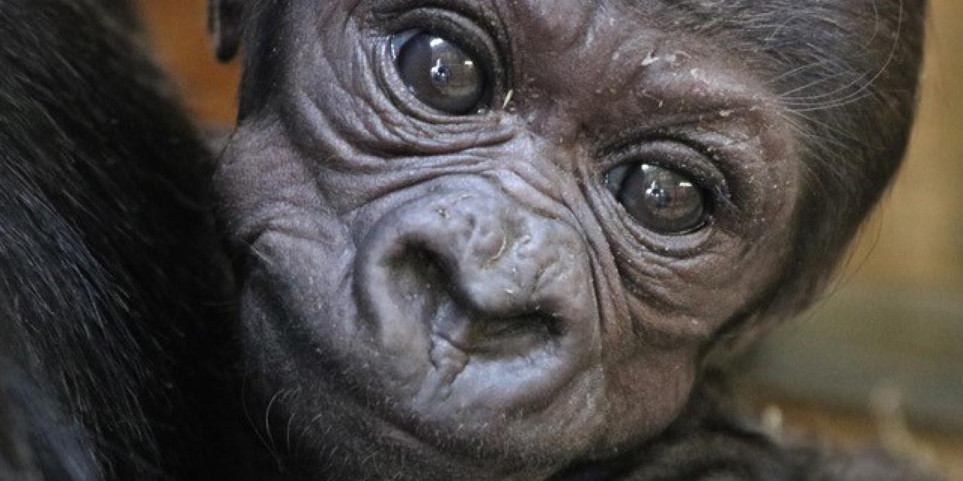 Western lowland gorilla Moke at the Smithsonian's National Zoo. 